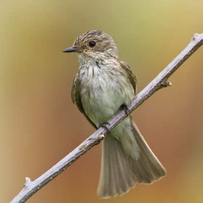 Wat zijn dit behendige vogels! Voor mij een eerste kennismaking met deze soort en ik kan niet anders zeggen: Ik heb er volop van genoten! Gelukkig kon ik een dusdanige positie innemen dat er een kleurrijke achtergrond ontstond, veroorzaakt door letters op een container.