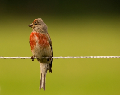 Zondagmorgen naar de plek waar ik een nest had ontdekt van de Kneu. Gelukkig kwam hij nu wel even mooi op het draadje zitten.