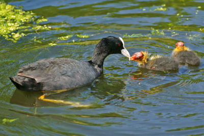In het park van Toolenburg zag ik in de middag dit kersverse Meerkoet familie waarvan een van de kuikens werd gevoed