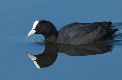 Paar mooie  plasjes bij het Vossemeer. Veel vogels waaronder fouragerende meerkoeten. Prachtige dag; mooi licht en mooie weerspiegeling.
