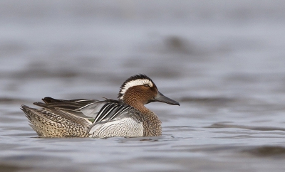 This photo was taken in the Nemunas river delta, from the hide.