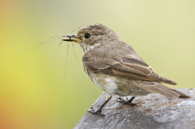 Met een lekkere langpootspin in de snavel maakt de Grauwe Vliegenvanger trots even dichtbij een tussenstop alvorens de jongen getrakteerd worden op dit heerlijke hapje.