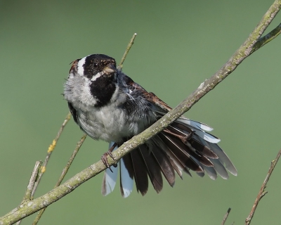 In het zonnetje het 'verenpak' drogen. Zo dacht deze Rietgors er ook over en zocht een mooi takje op dit te doen. Leuk om te zien hoeveel veren een vogel eigenlijk heeft en wat voor bewegingen er gemaakt worden om alles weer mooi te krijgen.