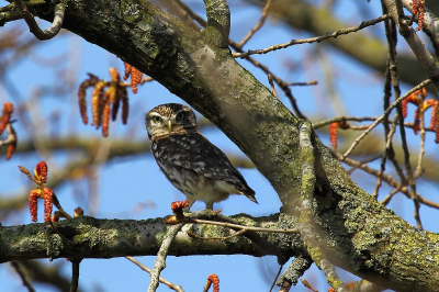 Na veel speurwerk in de wijde omgeving van Roeselare heb ik eindelijk een aanvaardbare foto van een steenuiltje kunnen maken.