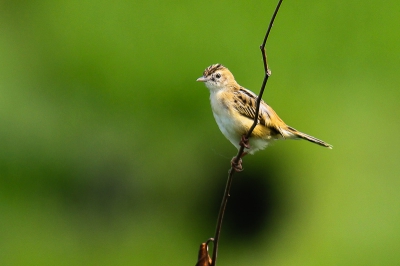 In een rijstveld keerde deze zanger geregeld terug naar hetzelfde takje. Ben niet 100% zeker, maar verwacht dat het de Bright-headed Cisticola is.......