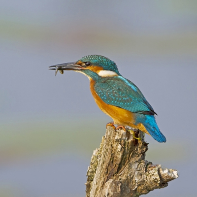 Met het plekje waar de IJsvogel heel af en toe komt ben ik erg blij. Vele uurtjes heb ik er inmiddels doorgebracht. Soms was het even te doen en dat leverde behalve onvergetelijke momenten ook een aantal leuke platen op, zoals deze...