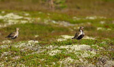 Hier de tweede foto van de serie van de jonge Goudplevieren die ik gisteren kon maken. Hier een beeld van zowel de ouder vogel als een jong.