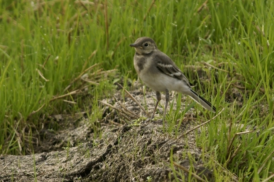 eerst op een hek toen op een molshoop.
het blijven voor mij pracht vogeltjes die jonge kwikken wachtend en bedelend om voer van moeder.