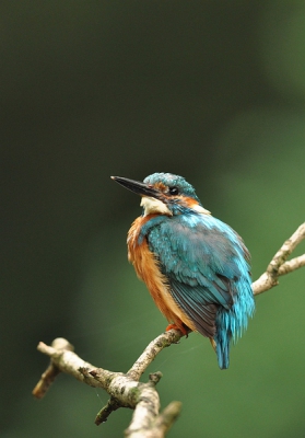 Omdat ik trots ben op mijn eerste zelf gemaakte ijsvogel lokatie plaats ik hem nogmaals, in de hoop dat hij nu wel scherp is na het verkleinen. Zonder bewerken is hij namelijk wel heel scherp. Iets doe ik dus niet goed.