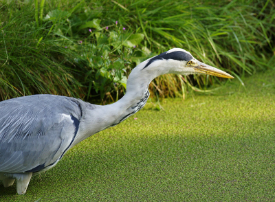 Op weg naar huis kwam ik deze Blauwe Reiger tegen die heel geconcentreerd naar zijn lunch uit keek.