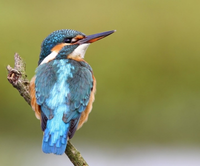 Hier nog een keer de ijsvogel. Ze blijven mooi. Foto gemaakt met Canon7D en 400mm lens icm 1.4 converter.