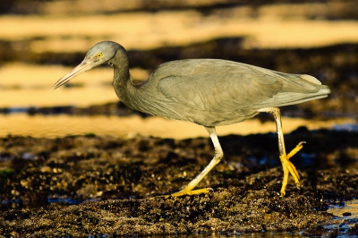 Deze 'donkere' uitvoering van de Pacific Reef Egret is hier op jacht naar voedsel op het droog liggende rif tijdens eb.