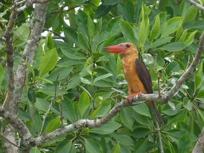 Normaal gesproken is de bruinvleugelijsvogel een schaarse soort, maar in de mangroves bij Krabi vrij algemeen. Wat mij betreft een van de mooiste soorten.