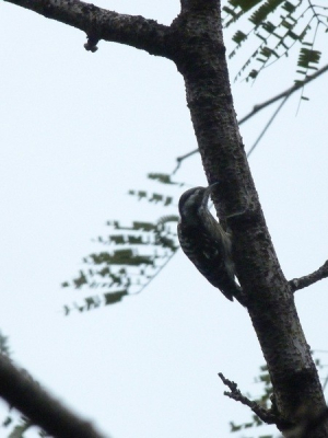 Volgens Morten Strange's ''a Photographic Guide to the Birds of Thailand'' is de status van deze specht ''unconfirmed in Thailand''. Ook even googlen op de soort leert dat hij voorkomt in Brunei, Maleisie, Indonesie en Singapore. Maar ik ben toch vrij zeker dat het deze soort was die ik in Thailand heb gefotografeerd. Kan iemand bevestigen (of ontkennen) dat dit de Dendrocopos moluccensis is?