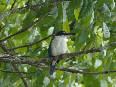 Waarschijnlijk de meest geziene soort ijsvogel in de tropen, maar blijft toch mooi, zo'n ijsvogel.