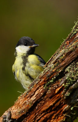 Vandaag de laatste dag in Zweden. Daarom namen alle vogeltjes in de tuin nu weer even afscheid door extra mooi in het zonnetje te gaan zitten, zoals deze Koolmees.