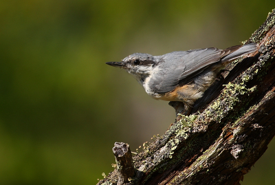 Vandaag de laatste dag in Zweden. Daarom namen alle vogeltjes in de tuin nu weer even afscheid door extra mooi in het zonnetje te gaan zitten, zoals ook deze Boomklever noordelijke vorm