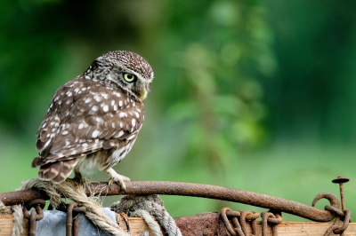 S`morgens vroeg op vaderdag gemaakt op een erf in Laarbeek vanuit schuiltentje !