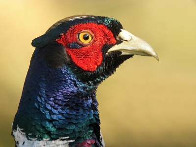 De vogel zat eigenlijk constant in de schaduw, maar hier was de kop in de zon. Daarom heb ik hier voor dit portret gekozen. Wat een kleuren heeft zo'n vogel dan!

Groeten Tom Versluijs