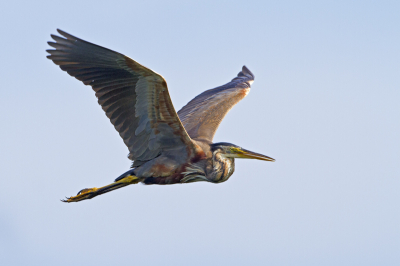 In fraai licht kwam deze prachtige Purperreiger langs vliegen. Wat zijn het toch een schitterende vogels!