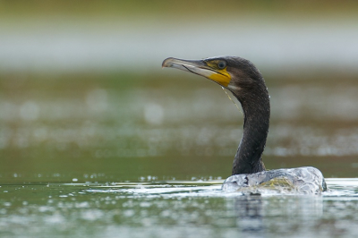 deze aalscholver kwam is kijken naar wat ik deze vakantie geknutseld had (drijfhut), hij dacht waarschijnlijk: 'staat die normaal gezien niet langs de kant van het water?'