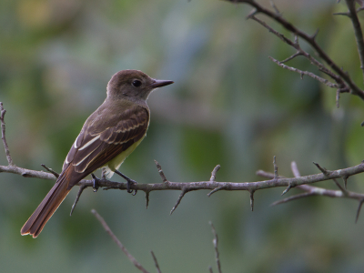 Deze grote kuiftiran is een vogel uit de familie van Tyran Flycatchers. Normaal zit dit vogeltje meestal in de boomtoppen en is lastig te zien. Deze kwam aan de bosrand even op een tak zitten, net lang genoeg om hem op de foto te zetten.