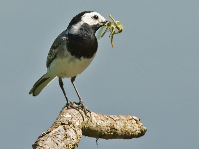 Wachtend op de IJsvogel kwam deze Witte Kwikstaart even poseren met een bek vol insecten op het beroemdste stokje van Nederland.