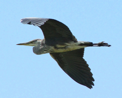 Na een tijdje zonder succes vissen in een polderslootje besloot deze reiger een andere stek te zoeken, en kwam ie onderweg mij tegen.