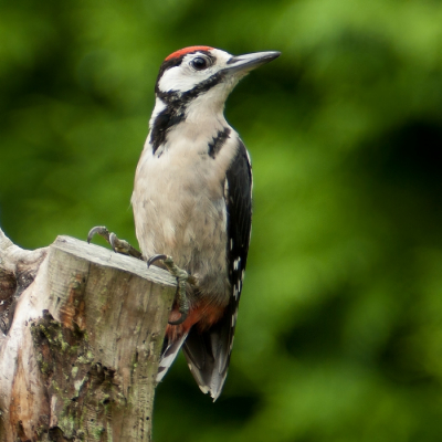 Ik heb vandaag eens opgelet wie van de familie specht op bezoek zou komen. Er blijken 2 jonge vogels te zijn, die ik vandaag op de foto heb kunnen zetten. Hier n van de juveniele vogels.