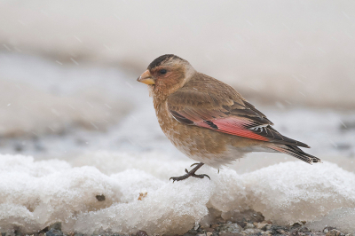 Rode woestijnvink (een bergvogel, hier ondersoort alinea) in voorjaarssneeuw in de Marokkaanse Hoge Atlas. Die andere foto van deze ondersoort in de Birdpix archieven is van dezelfde locatie en van de hand van Danibabi, dus nog wat mooier dan deze.