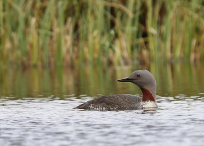 Deze roodkeelduiker zwom op een klein meertje. Er naar toegeslopen en een paar foto's kunnen maken, waarvan deze er een is. Foto gemaakt met Canon7D en 300mm lens icm 1.4 converter.