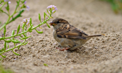 In m'n achtertuin geen huismus te vinden, maar in Noordwijk op het strand zitten er nog wel van deze vrolijke beestjes.