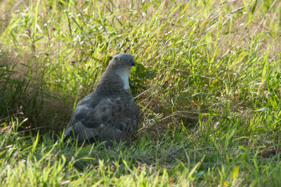 Nogmaals een foto van de wespendief met avondlicht.
Hier, gaat het mij meer om de rondom de vogelkop, cirkelende wespen. En nee, hij werd niet echt gestoken voor zover ik kon zien.