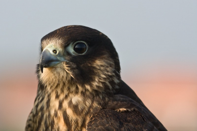 Prachtige vogels tijdens de roof vogeldag. Elke vogel liet zich prachtig en gemakkelijk fotograferen.