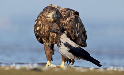 Raven is slim, voorzichtige vogel. Ik wilde de arenden fotograferen en raven zat voor hem.