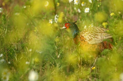 Een stukje zomers gevoel van vorig jaar terughalen in de huidige kwakkelzomer. Deze fazant zat heerlijk tussen de kamille en het koolzaad. De rode kop contrasteert mooi met het zonnige groengeel van de omgeving.