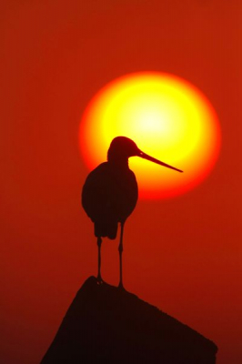 In de vroege ochtend, een paar minuten na zonsopkomst na 4 keer tevergeefs gegaan te zijn eindelijk deze plaat kunnen schieten.