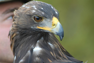 Prachtige dag gehad met veel indrukwekkende vogels. Erg gaaf om eens z dicht bij te kunnen komen om de vogels eens cht te bekijken.