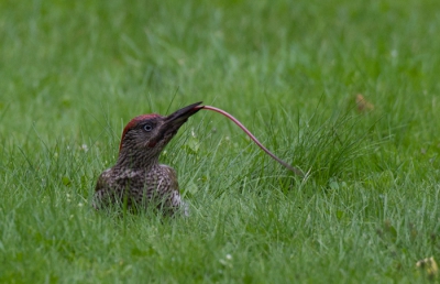 Weinig specht op de foto maar destemeer tong. Wist niet wat ik zag. Dacht eerst dat het een worm was.
