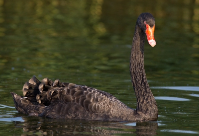 Foto is gemaakt uit de hand vanaf de boot tijdens een vaar vakantie in limburg. Had nog nooit eerder een zwarte zwaan gezien. Heb begrepen dat ze eigenlijk niet in nederland voorkomen. Wel een prachtige vogel om te zien. Vooral de gekrulde veren vind ik erg mooi.