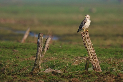 Deze mooie buizerd vloog van paaltje naar paaltje. Veel fotos van dichtbij kunnen maken maar deze foto waar de buizerd een stukje verder zit geeft voor mij toch veel meer sfeer, zo bij die scheve paaltjes.