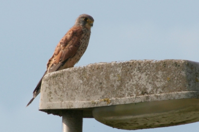 mijn eerste foto op birdpix.