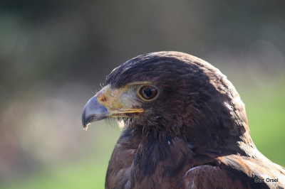Wederom geschoten tijdens de roof vogel dagen. Ik blijf het verschrikkelijk fascinerende beesten vinden!
