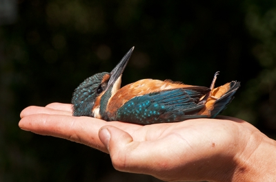 <i class='fa fa-user'></i> Wijnand van Buuren | IJsvogel  <i class='fa fa-eye'> 947</i>   <i class='fa fa-comment-o'> 30</i>