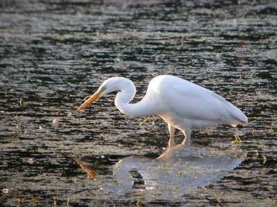 Digiscoop, een beetje recht gezet en de hoeken bijgesneden.
De eerste Zilverreiger voor de regio dit najaar, eentje met veel honger.