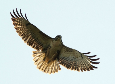 jonge buizerd die nog niet ver het bos uit wil vliegen maar toch af en toe een rondje over het weiland maakt