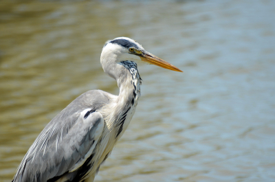 deze vakantie in de camargue uiteraard vele watervogels gezien zoals deze blauwe en zilverreigers, steltkluten maar voor mij verbazender ook een hop en een aantal scharrelaars die op elektriciteitsdraden zaten, maar jammer genoeg te ver weg of weer gevlogen voor er fotografisch iets van te maken. deze blauwe deed goed mee.