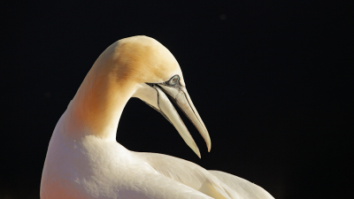 Dit is een foto uit de serie die ik op Helgoland heb kunnen maken in mei dit jaar onder prachtige omstandigheden qua zon en wind. Dit is een opname in het laatste uurtje van de 1e dag, de achtergrond is donker omdat daar dan de zon niet meer schijnt.