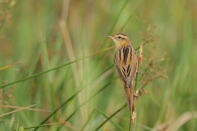 Voor de tweede keer op zoek naar de waterrietzanger en zowaar gevonden en hij liet zich ook nog eens mooi fotograferen