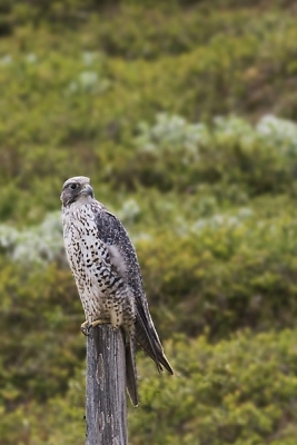 Tijdens onze rondreis door Ijsland nmaal een giervalk gespot. Op weg naar Husavik zagen we deze Giervalk zitten op een paaltje, redelijk vlak langs de weg. Rustig achteruit rijdend vanaf een pittenzak is dit het resultaat. Voor mij een nieuw soort en dan ook nog op de foto krijgen maakte mijn dag!